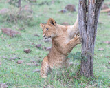 Young Lion sharpening its claws, Masai Mara, Kenya