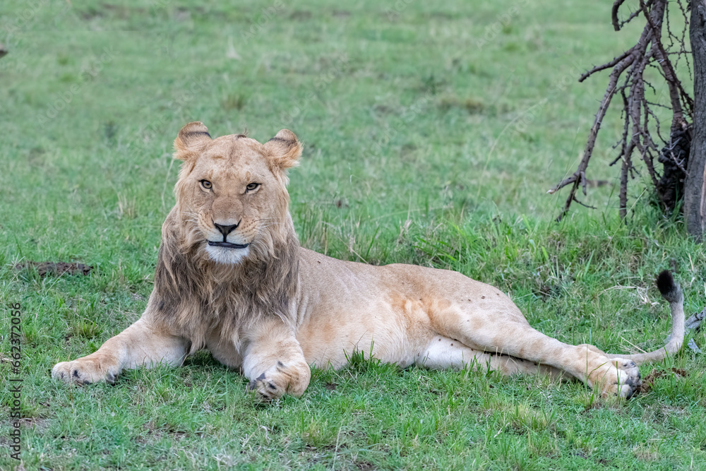 Obraz premium Immature Male Lion with partial beard, Masai Mara, Kenya