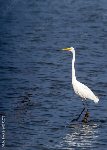 Great Egret  Ardea alba  spotted outdoors
