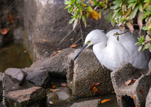 Photography Little Egret (Egretta garzetta) in Dublin, Ireland