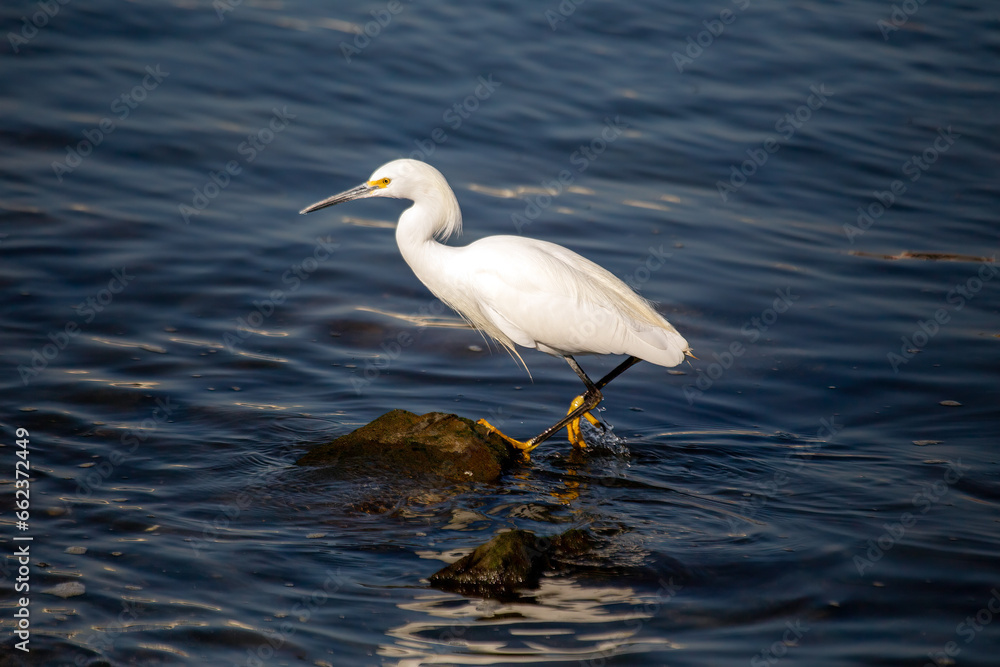 Snowy Egret (Egretta thula) spotted in California Snowy Egret (Egretta thula) spotted in California