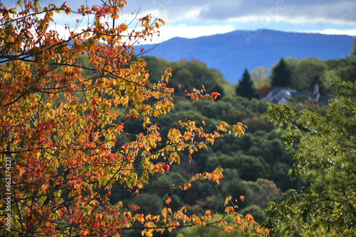 Fototapeta Naklejka Na Ścianę i Meble -  Autumn leaves on maple tree, fall foliage with Blue Ridge mountains in the background