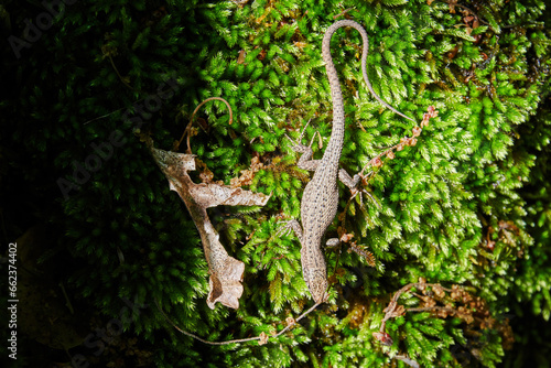 Small brown lizard hiding in the lush green moss. Animals in the wild nature