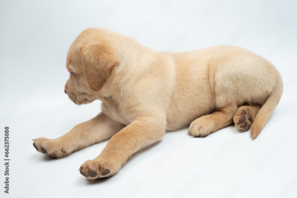 Obraz premium Waking up labrador cub