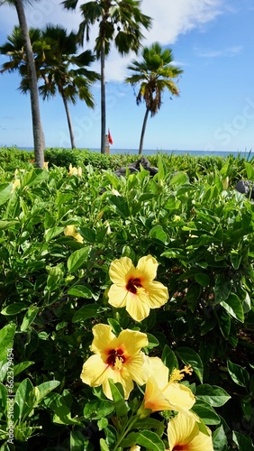 Tropical Palm Trees Ocean Views