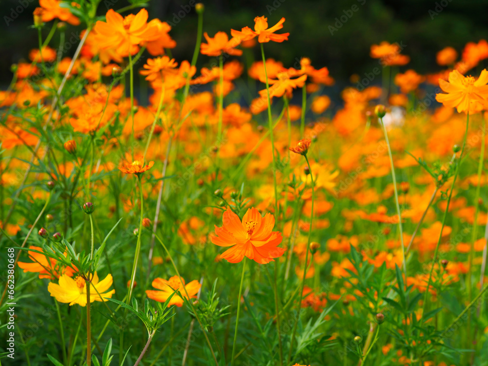 Korean yellow cosmos in full bloom