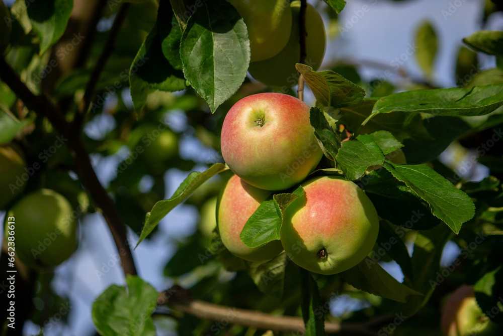 harvest of apples on the tree. Selective focus. harvest of apples on the tree. Selective focus.