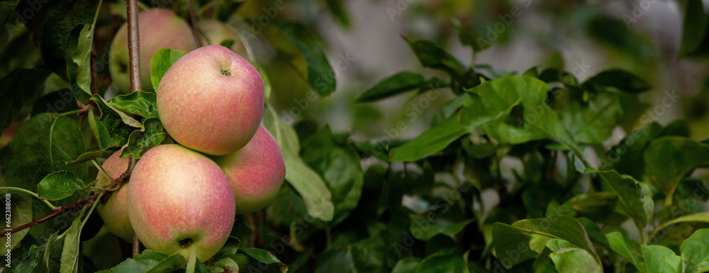 Obraz premium harvest of apples on the tree. Selective focus.