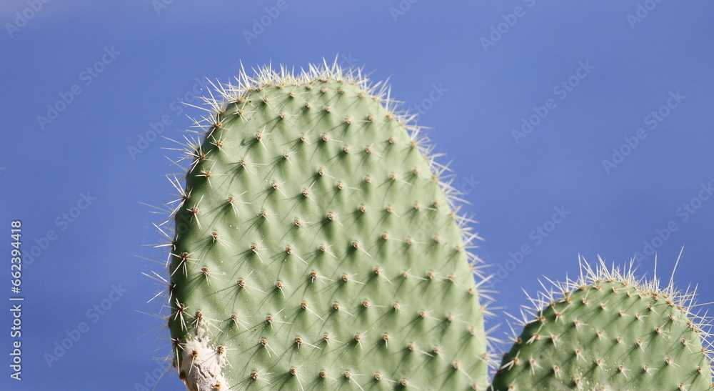 Barbary fig prickly pear or Indian fig opuntia, (Opuntia ficus-indica) Barbary fig prickly pear or Indian fig opuntia, (Opuntia ficus-indica)