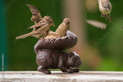 a group of sparrows on the balcony at a bird feeder, a cast iron squirrel photo