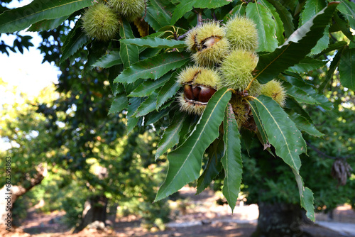 Cuadro en lienzo Chestnuts in hedgehogs hang from chestnut branches just before harvest, autumn season