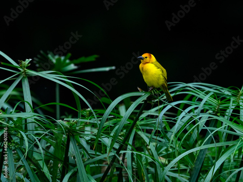 Taveta Golden-Weaver on dark green background photo