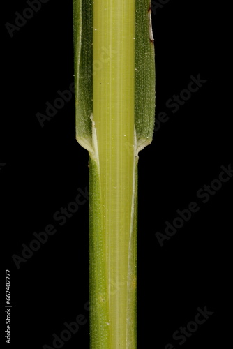 Smooth Meadow Grass (Poa pratensis). Culm and Leaf Sheath Closeup photo