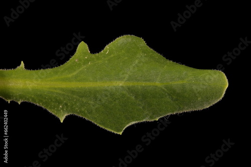 Cape Marguerite (Dimorphotheca ecklonis). Cauline Leaf Closeup