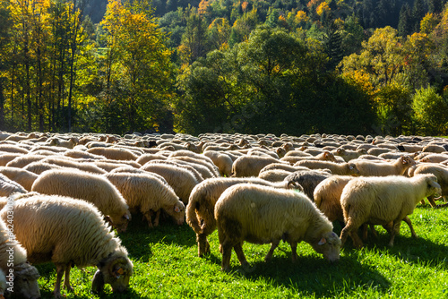 Fototapeta Naklejka Na Ścianę i Meble -  Traditional sheep pasture in Pieniny mountains in Poland. Last days of sheep grazing in autumn