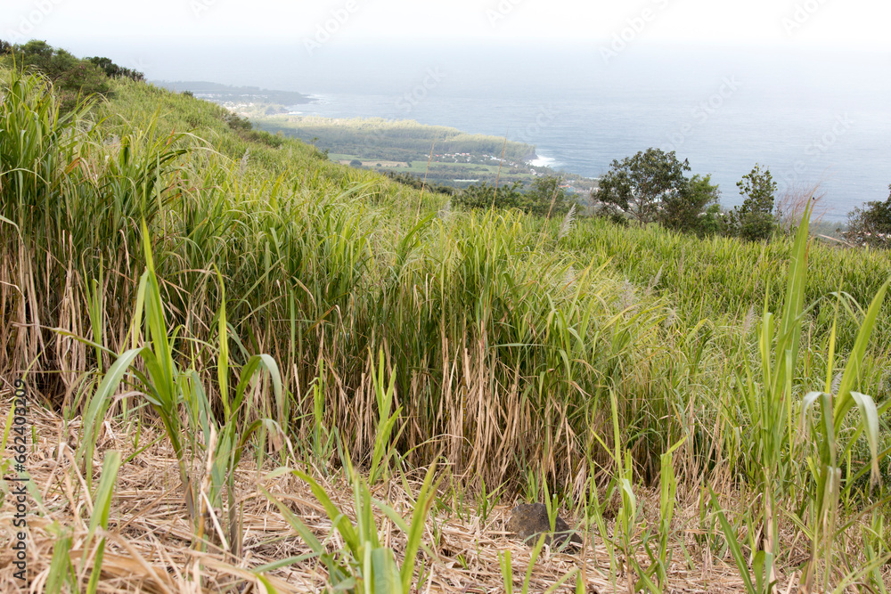 View of sugar cane field in La Reunion