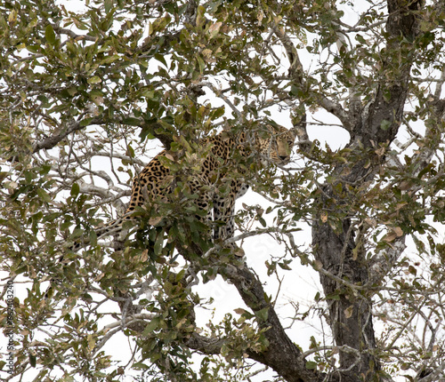 View of leopard on tree