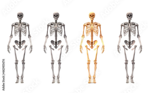 Body Bone Structure Revealed on a Clear Surface or PNG Transparent Background.