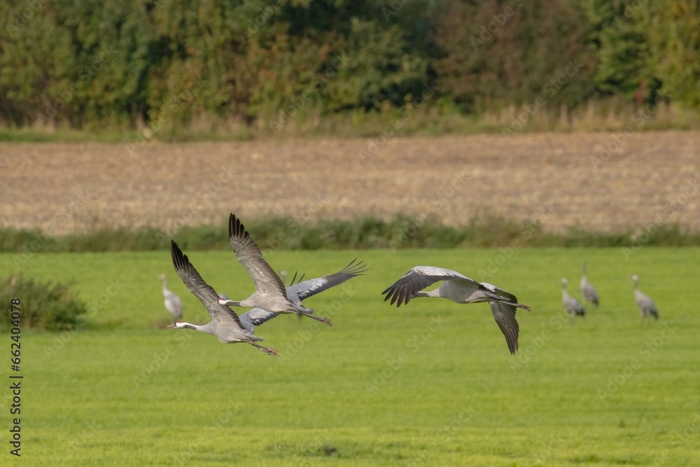 Fotografie common cranes flying over the field