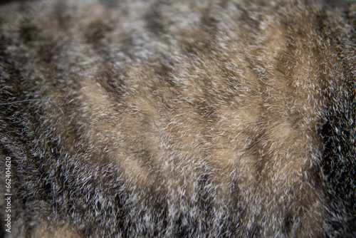 fur of grey tabby cat. texture background.