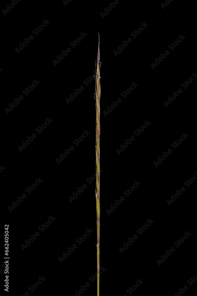 Mat Grass (Nardus stricta). Inflorescence Closeup Mat Grass (Nardus stricta). Inflorescence Closeup