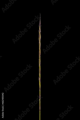 Mat Grass (Nardus stricta). Inflorescence Closeup © Valery Prokhozhy