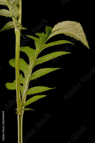 Saw-Wort (Serratula tinctoria). Cauline Leaf Closeup photo