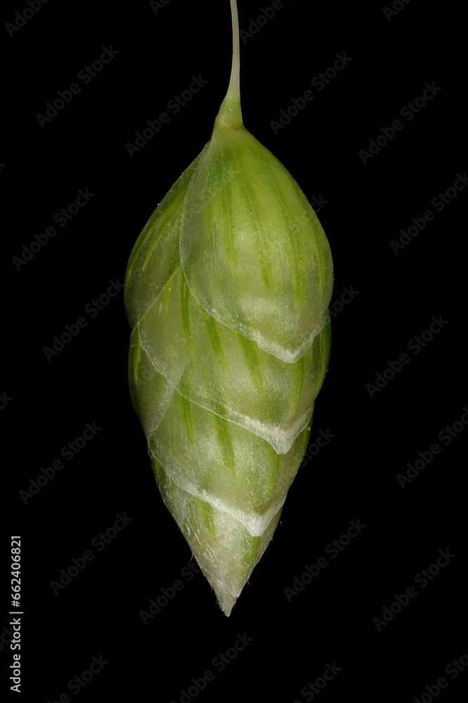 Naklejka premium Greater Quaking Grass (Briza maxima). Immature Spikelet Closeup