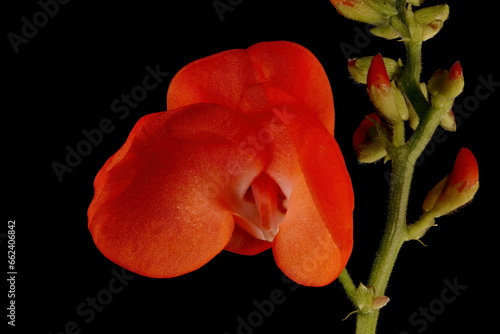 Runner Bean (Phaseolus coccineus). Flower Closeup photo