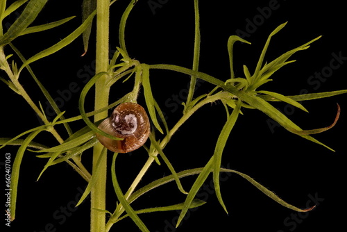 Summer Cypress (Bassia scoparia). Leafy Stem Detail Closeup photo