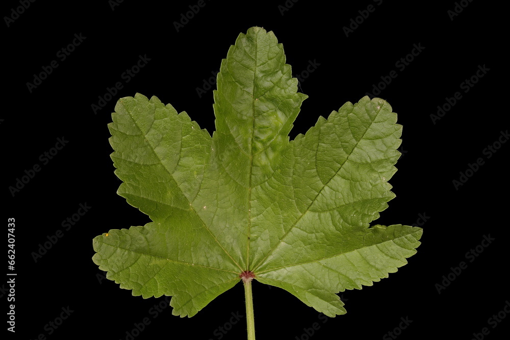 Common Mallow (Malva sylvestris). Leaf Closeup