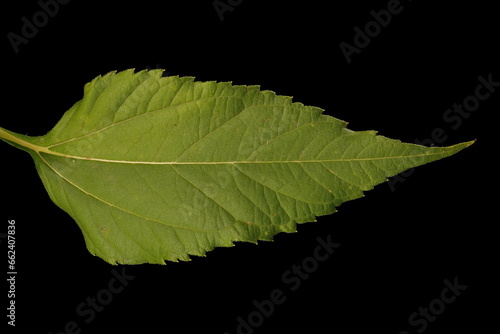 Jerusalem Artichoke (Helianthus tuberosus). Leaf Closeup photo