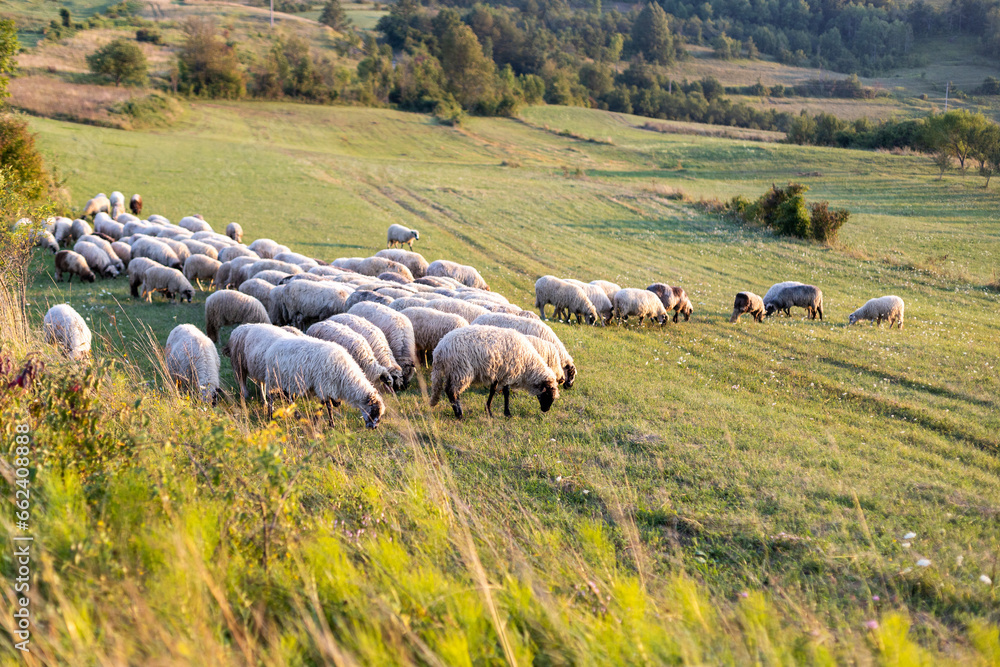 sheep grazing in beautiful meadow