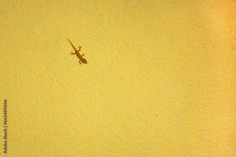 small lizard on a yellow background with a place for an inscription small lizard on a yellow background with a place for an inscription