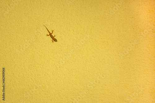 small lizard on a yellow background with a place for an inscription