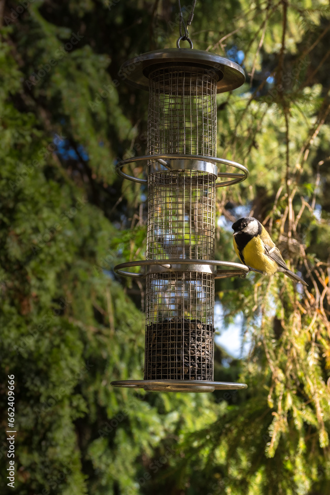 Obraz premium titmouse feed