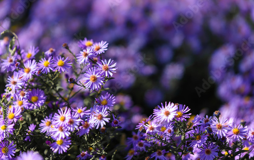 Foto New England aster Flowers
