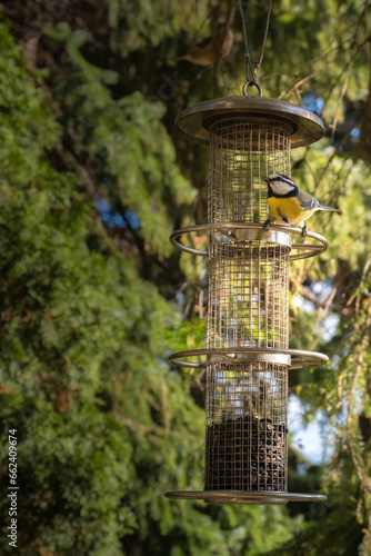 titmouse feed