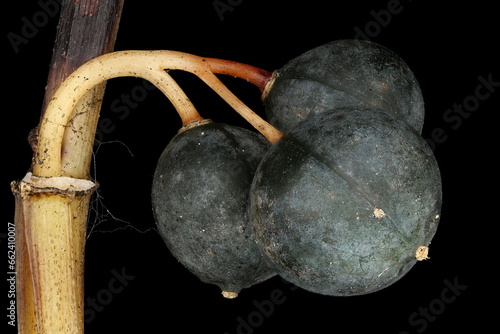 Angular Solomon's Seal (Polygonatum odoratum). Mature Fruit Closeup photo