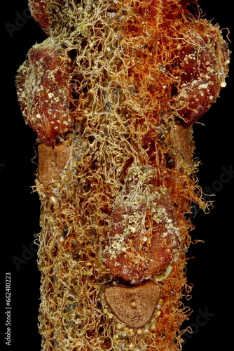 Marsh Labrador Tea (Rhododendron tomentosum). Lateral Leaf Buds Closeup photo