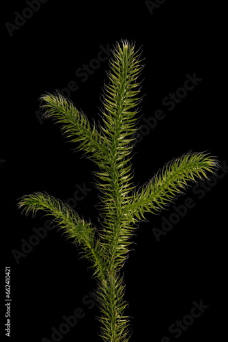 Stag's-Horn Clubmoss (Lycopodium clavatum). Upright Branch Closeup