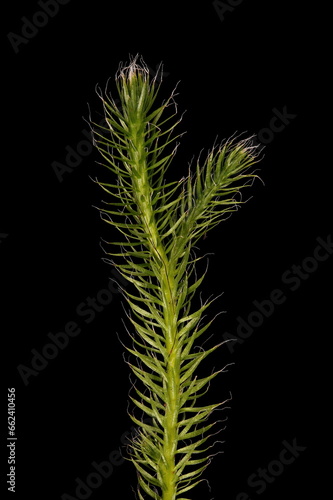 Stag s-Horn Clubmoss  Lycopodium clavatum . Upright Branch Closeup