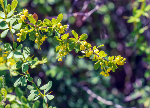 Unripe berries of scarlet firehorn Pyracantha coccinea, red firehorn photo