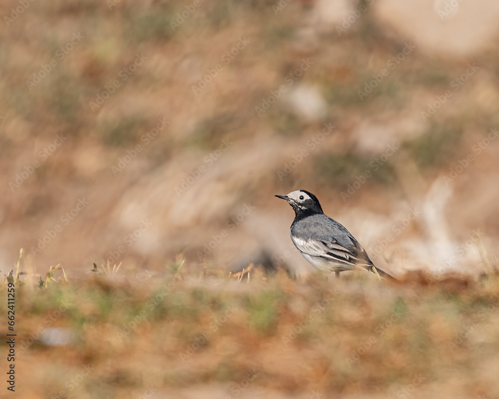 Obraz premium A White Wagtail