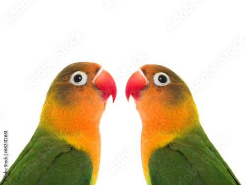 Fischer parrot lovebirds isolated on white background © fotomaster
