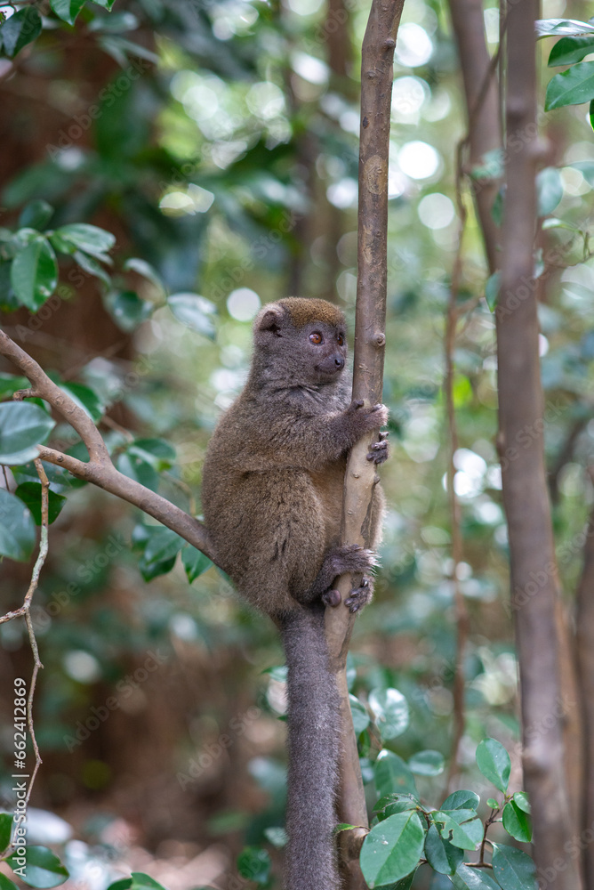 Cute bamboo lemur. Endangered endemic animal in natural forest habitat, Madagascar Cute bamboo lemur. Endangered endemic animal in natural forest habitat, Madagascar