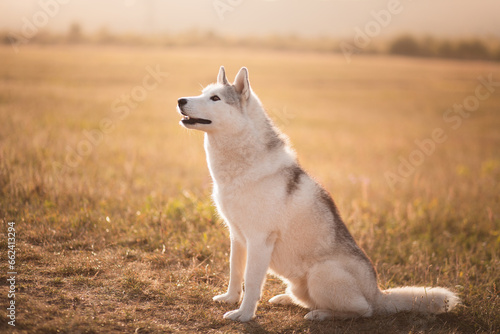 happy siberian husky dog portrait in the summer at sunset on a golden field photo