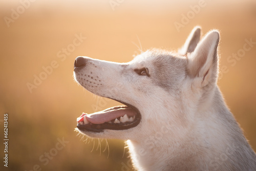 happy siberian husky dog portrait in the summer at sunset on a golden field photo