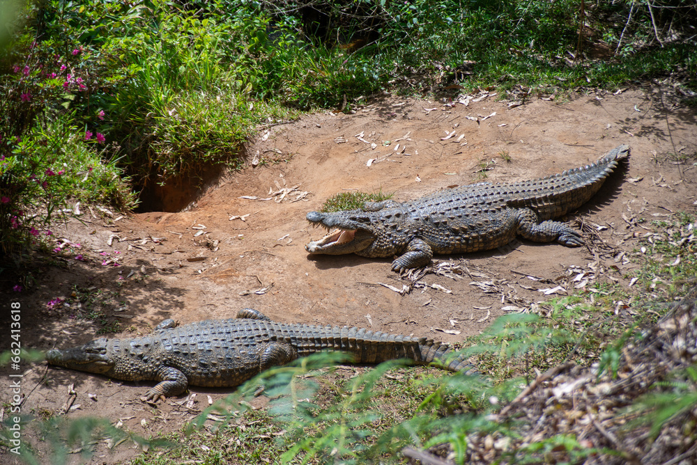 A Nile Crocodile seen next to a lake on a safari in Africa A Nile Crocodile seen next to a lake on a safari in Africa