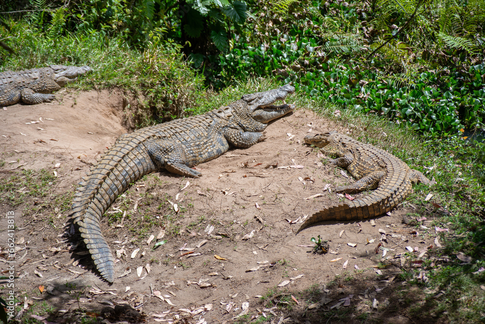 A Nile Crocodile seen next to a lake on a safari in Africa